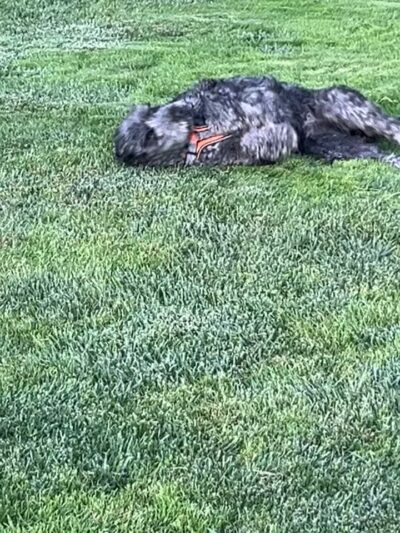 Cornelius Dog Park - Cornelius, OR