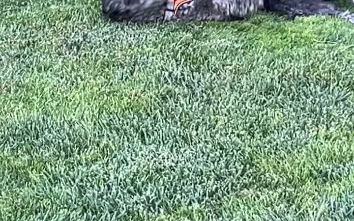 Cornelius Dog Park - Cornelius, OR