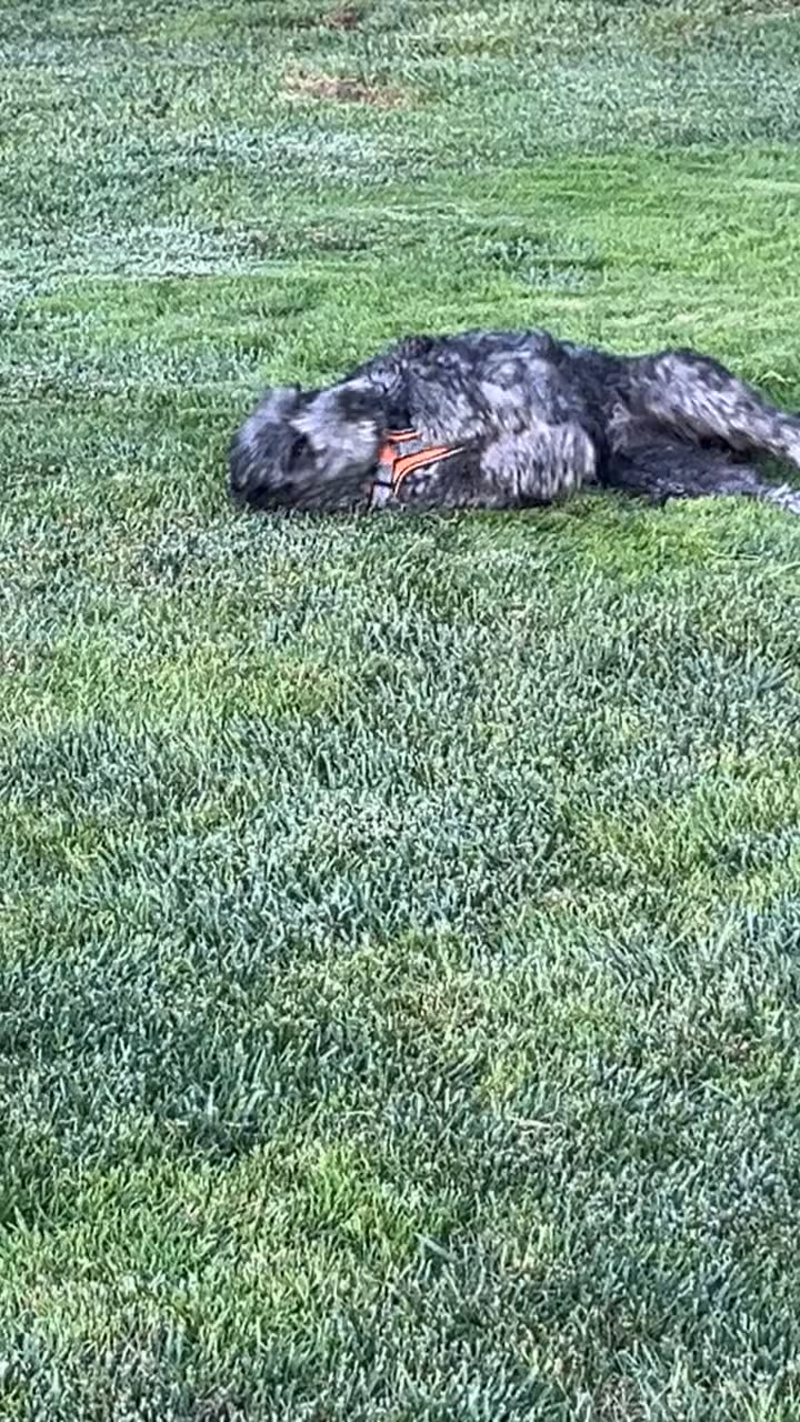 Cornelius Dog Park - Cornelius, OR