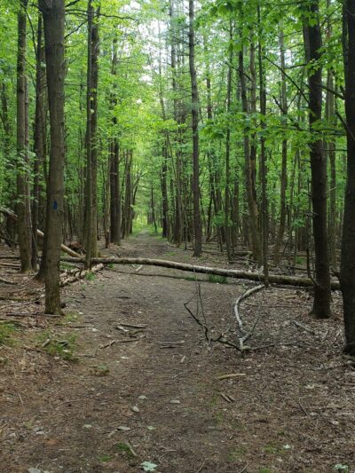 Houghton Land Preserve - Corning, NY