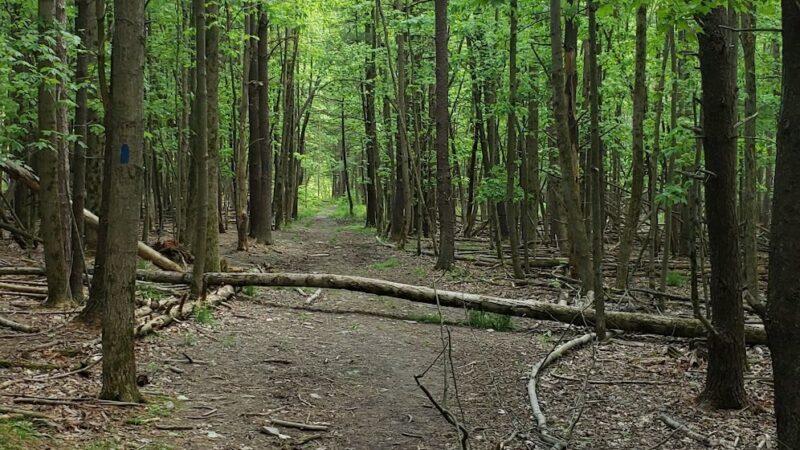 Houghton Land Preserve - Corning, NY