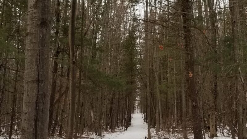 Houghton Land Preserve - Corning, NY