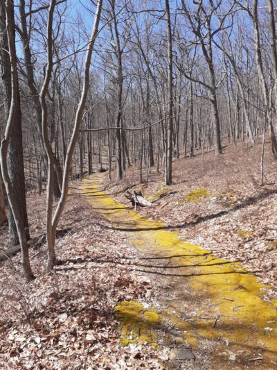 Steege Hill Nature Preserve - Corning, NY