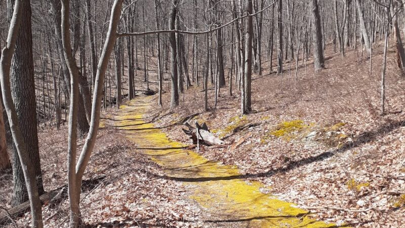 Steege Hill Nature Preserve - Corning, NY