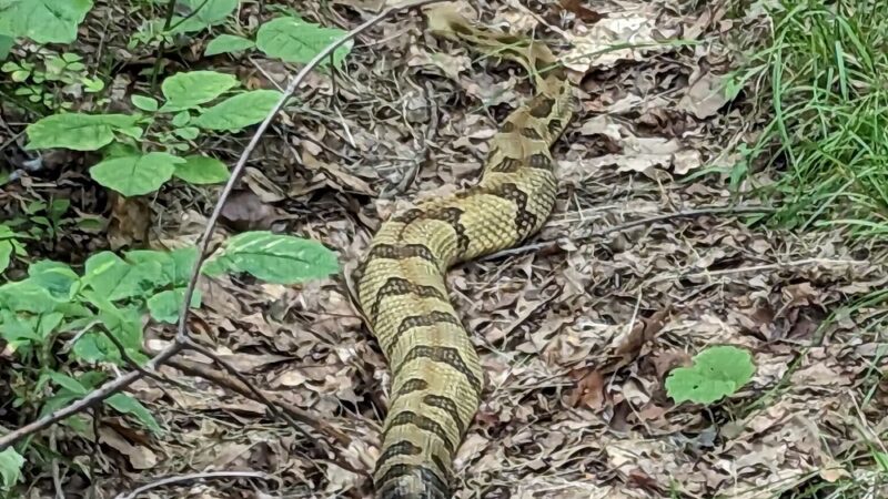 Steege Hill Nature Preserve - Corning, NY