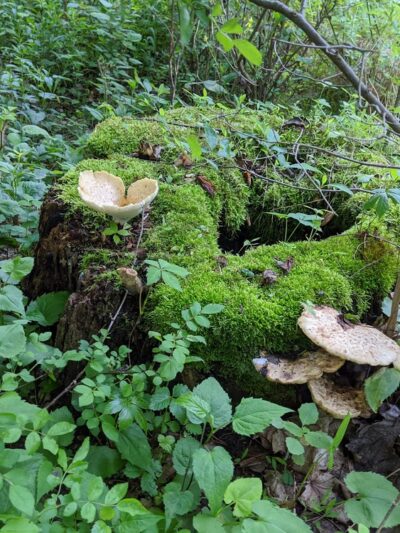 Cornwall Reservoir - Cornwall, PA