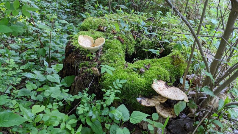 Cornwall Reservoir - Cornwall, PA