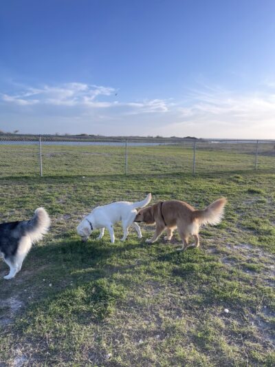 Riley P Dog Park - Corpus Christi, TX