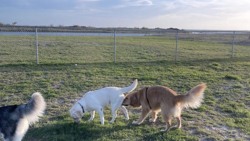 Riley P Dog Park - Corpus Christi, TX