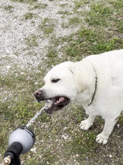 Riley P Dog Park - Corpus Christi, TX