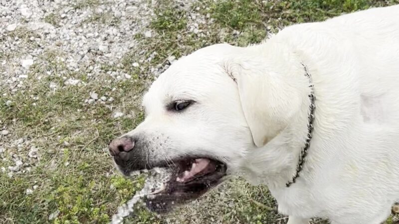 Riley P Dog Park - Corpus Christi, TX