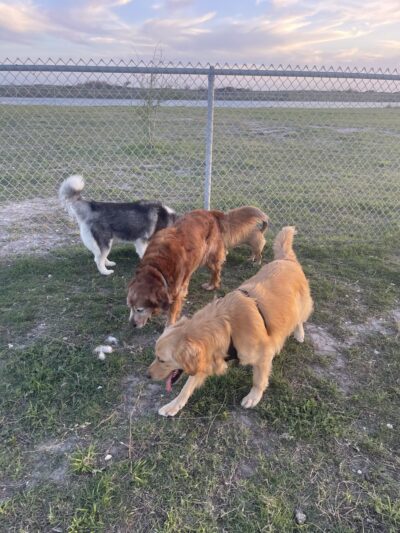 Riley P Dog Park - Corpus Christi, TX