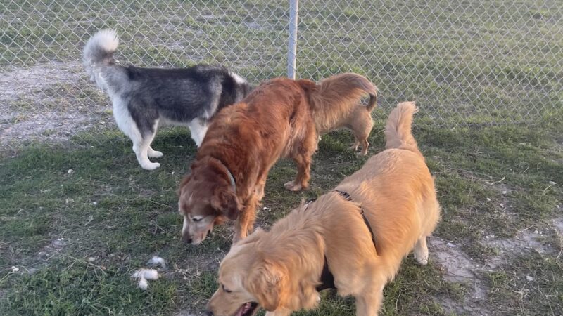 Riley P Dog Park - Corpus Christi, TX