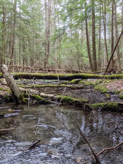 Lime Hollow Nature Center - Cortland, NY