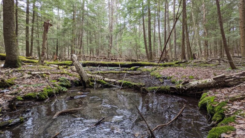 Lime Hollow Nature Center - Cortland, NY