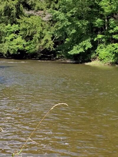 Yaman Park - Cortland, NY