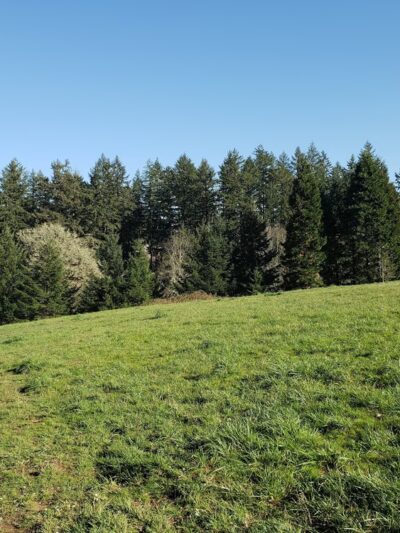 Woodland Meadow Park - Corvallis, OR