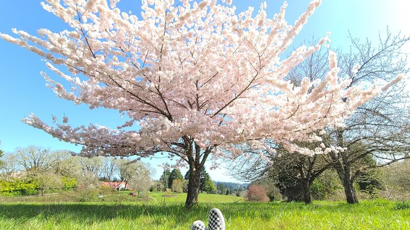 Woodland Meadow Park - Corvallis, OR