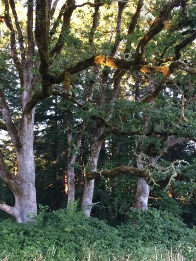 Woodland Meadow Park - Corvallis, OR