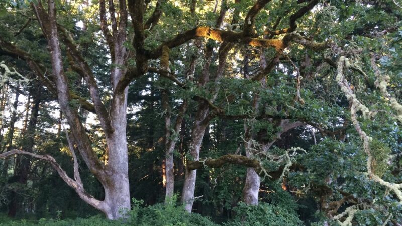 Woodland Meadow Park - Corvallis, OR