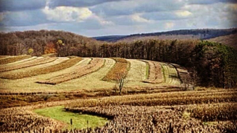 God's Country Upland Preserve - Coudersport, PA
