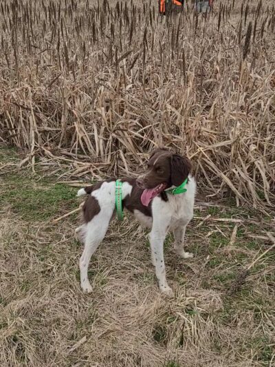 God's Country Upland Preserve - Coudersport, PA