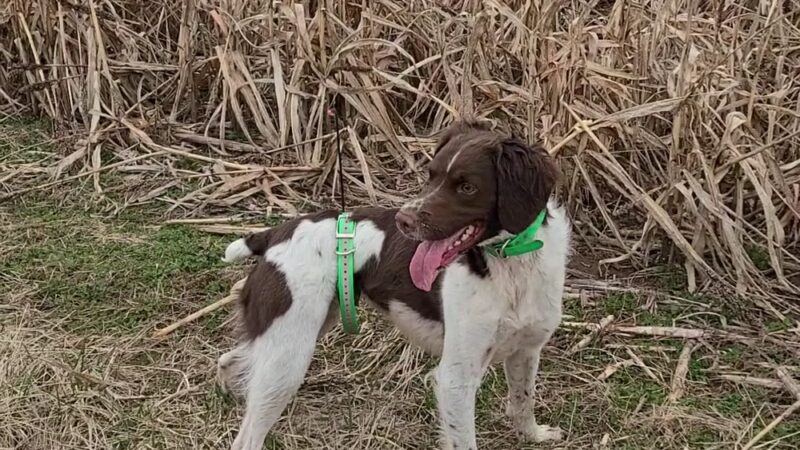 God's Country Upland Preserve - Coudersport, PA