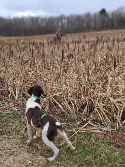 God's Country Upland Preserve - Coudersport, PA