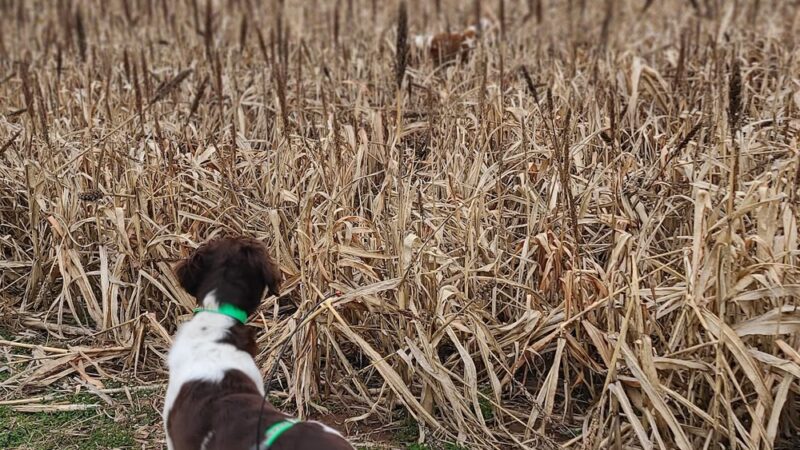 God's Country Upland Preserve - Coudersport, PA