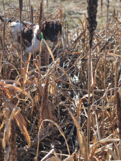 God's Country Upland Preserve - Coudersport, PA