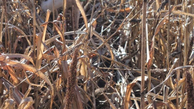 God's Country Upland Preserve - Coudersport, PA