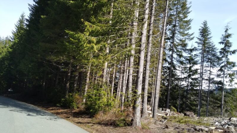 Sno-Park: Cougar - Cougar, WA