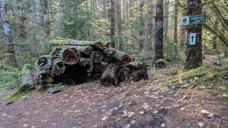 Waterfall - Cougar, WA
