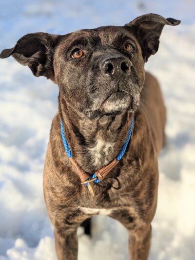 Courtney's Canine College - ,