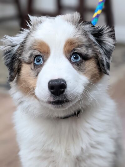 Courtney's Canine College - ,