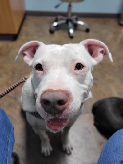 Courtney's Canine College - ,