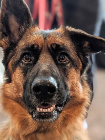 Courtney's Canine College - ,