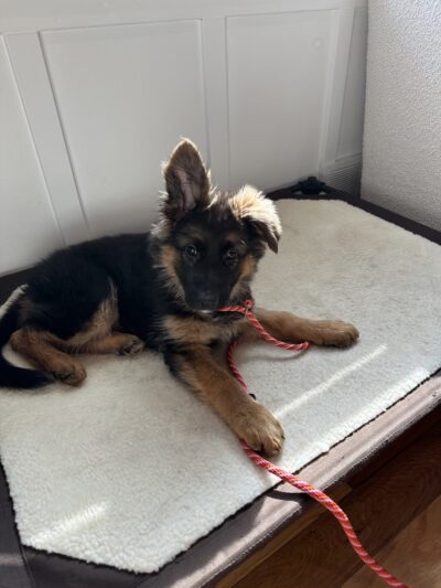 Courtney's Canine College - ,