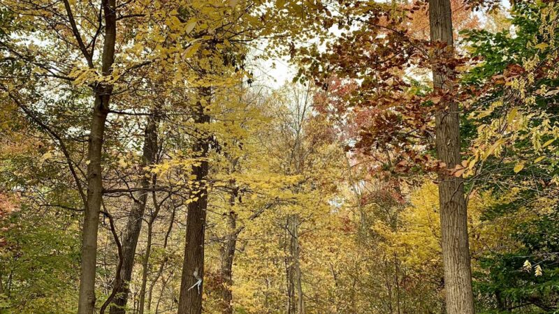 Rahway River Parkway - Mohawk Section - Cranford, NJ