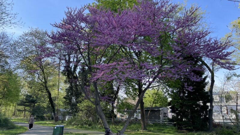 Rahway River Parkway - Mohawk Section - Cranford, NJ