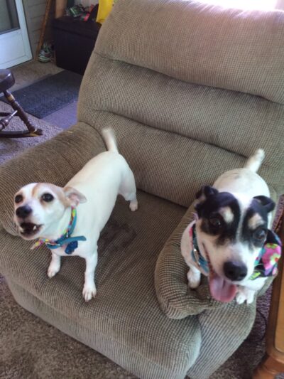 Admiral Peary Doggie Lodge - Cresson, PA