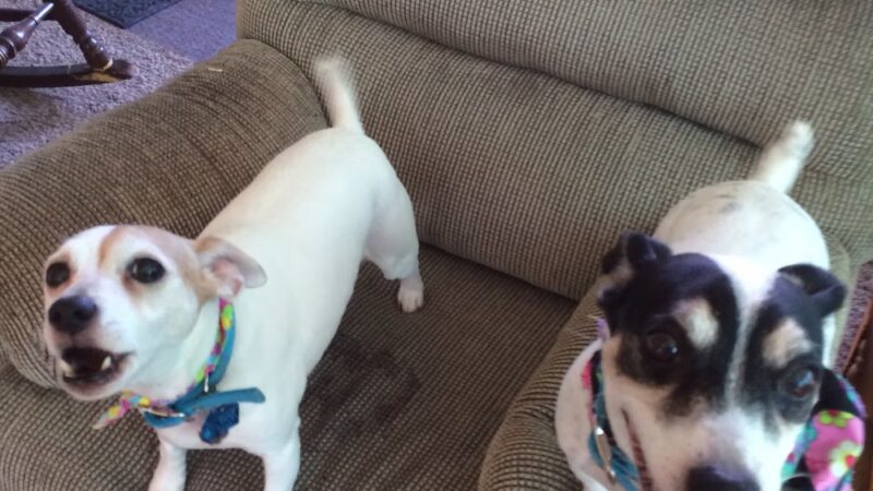 Admiral Peary Doggie Lodge - Cresson, PA