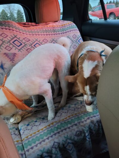 Admiral Peary Doggie Lodge - Cresson, PA