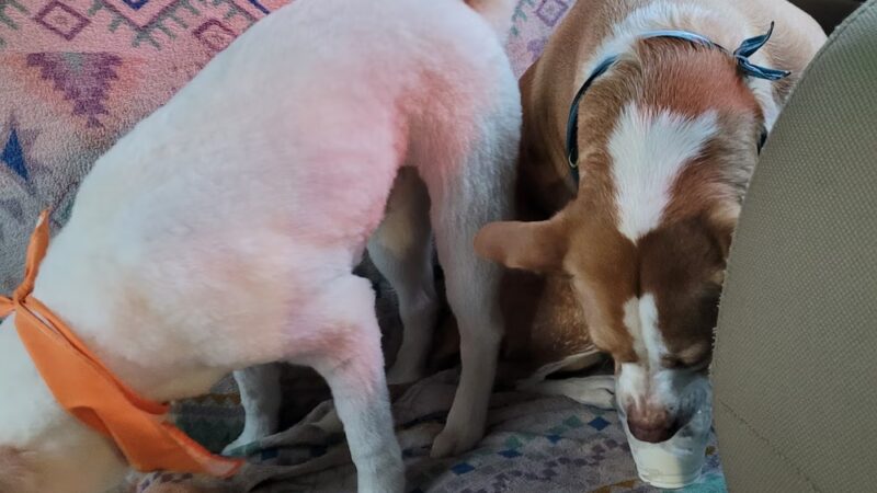 Admiral Peary Doggie Lodge - Cresson, PA