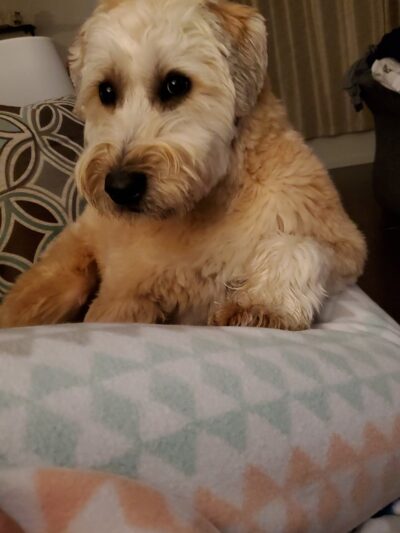 Admiral Peary Doggie Lodge - Cresson, PA