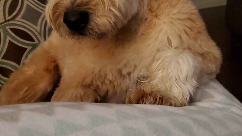 Admiral Peary Doggie Lodge - Cresson, PA