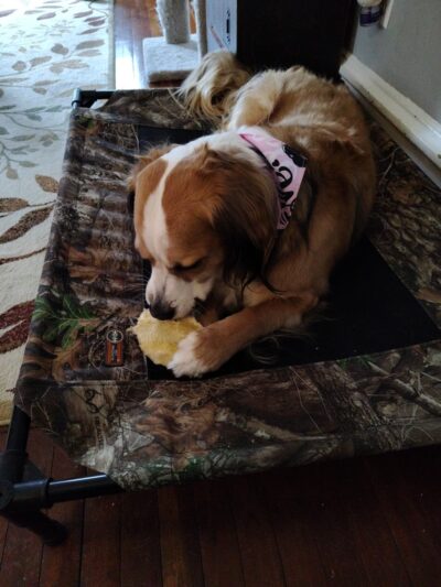 Admiral Peary Doggie Lodge - Cresson, PA