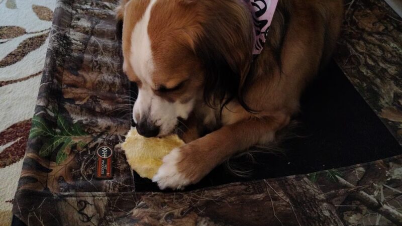 Admiral Peary Doggie Lodge - Cresson, PA