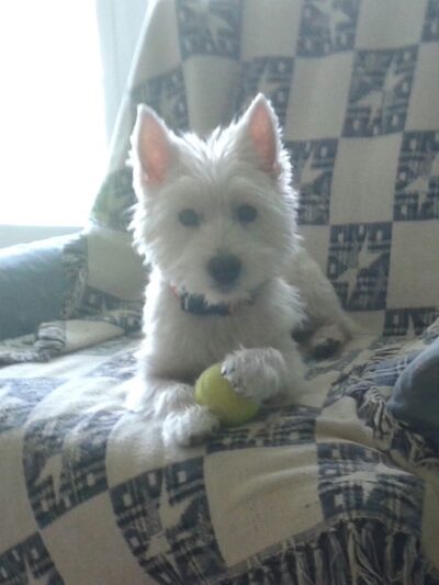 Admiral Peary Doggie Lodge - Cresson, PA