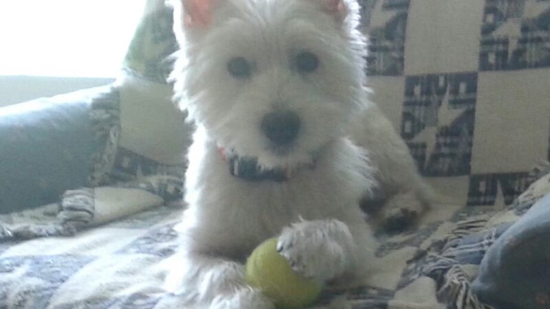 Admiral Peary Doggie Lodge - Cresson, PA